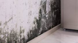 Top-Tier and Non-Toxic Mould Removal in Toronto