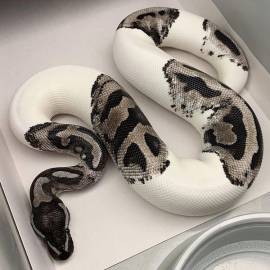 Captive Bred Exotic Reptiles 